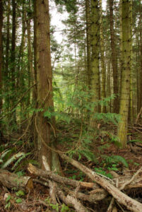 The Quimper Wildlife Corridor is a forested greenbelt which links a series of wetlands within Port Townsend.