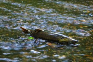 Photo of a salmon in Chimacum creek.
