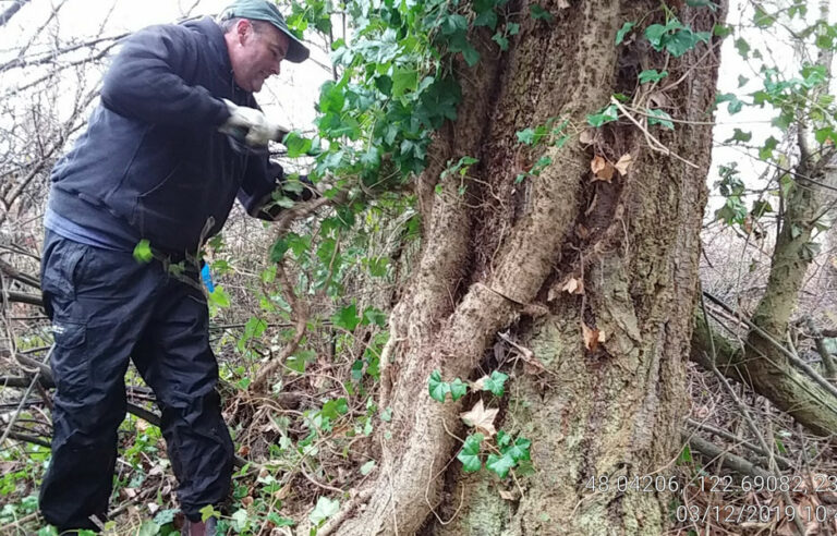 Ivy removal