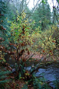 S-Curve Preserve