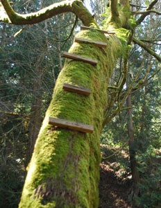 Rope Swing