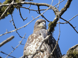 Juvenile Bald Eagle