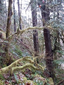 Steep forested slopes above the Duckabush River