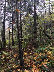 Diverse forested area on family farm in Quilcene