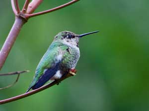 Photo of an Anna's Hummingbird by Wendy Feltham