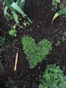 Compass Rose Farm. Photo by Chrissie White.