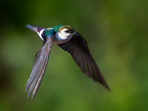 Violet Green Swallow. Credit Kerry Tremain