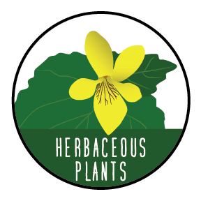 JLT_Herbaceous Herbaceous Plants exploration icon