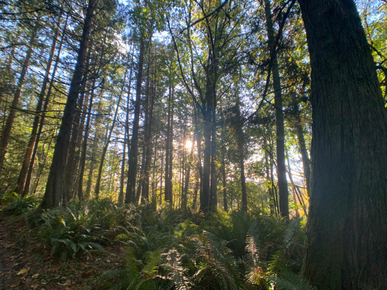 Fall afternoon sunlight through the trees