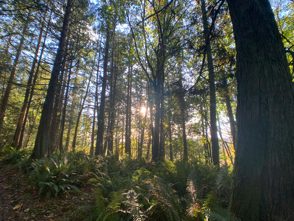 IMG_1946-Lg4web Fall afternoon sunlight through the trees