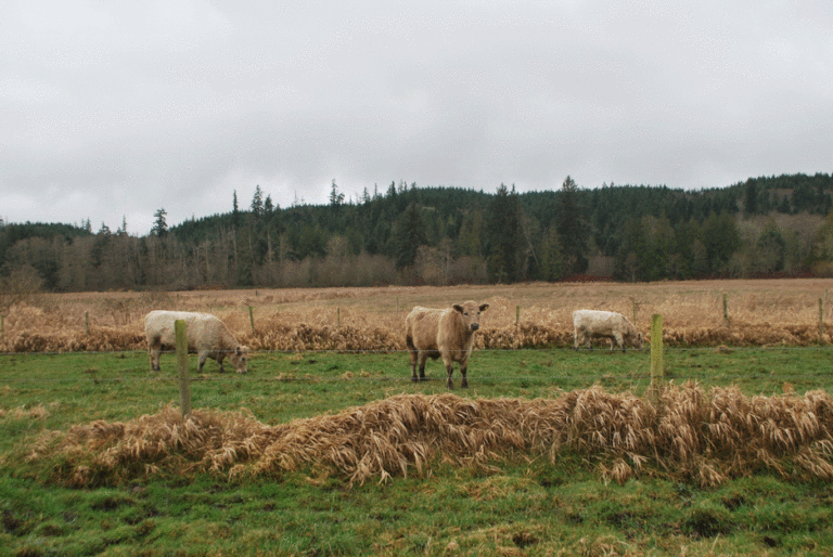Cattle at Ruby Ranch