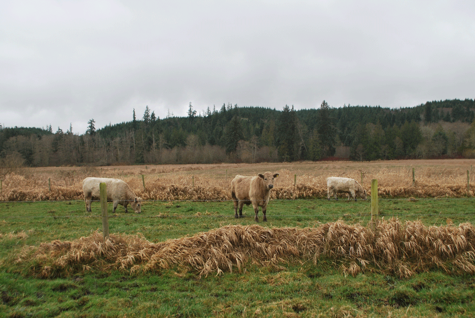 DSC_8586-crop-Lg4web Cattle at Ruby Ranch