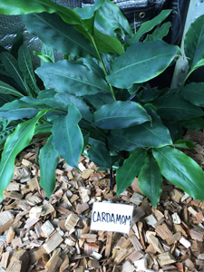 Kodama Cardamom
