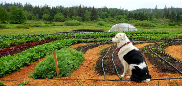 Kodama Farm