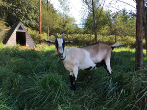 Kodama goat