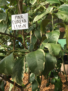 Kodama Lemon Tree