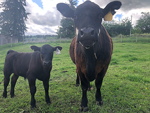 A cow and a calf at Hannan Farm.