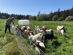 A man leans over a fence toward a herd of goats on open farmland surrounded by trees.