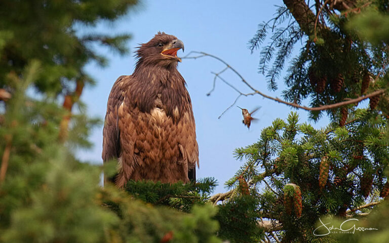 Photo of fledgling Bald Eagle and fledgling hummingbird by John Gussman
