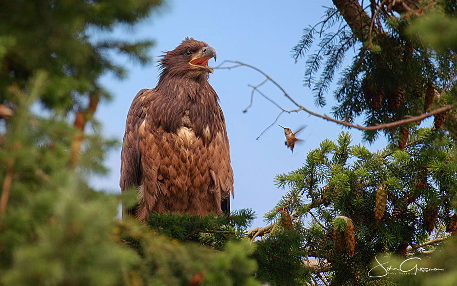 2birds3-by-John-Jussman-Lg4Web Photo of fledgling Bald Eagle and fledgling hummingbird by John Gussman