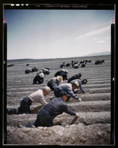 Vintage photograph of 20 or so men weeding a tilled field.