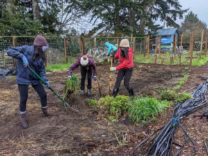 Three teenage girls in raincoats and face masks at work in a gaden.