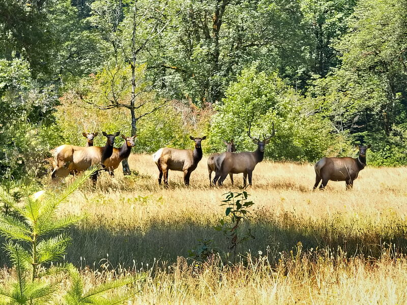 6-7 cow elk in sunny field.