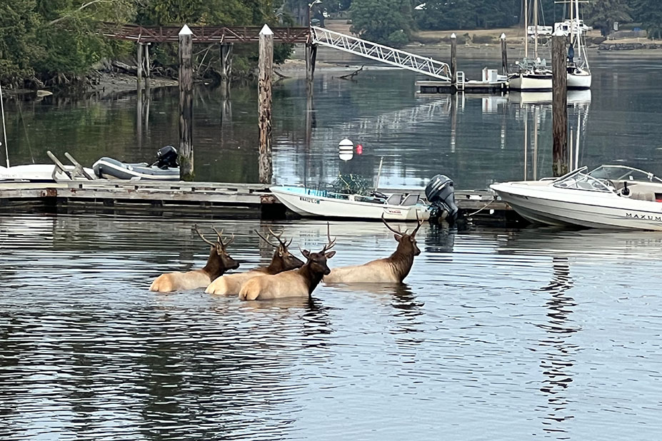 Elk in water by dock