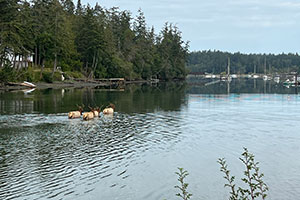Wide shot of 4 bull elk swimming in bay.
