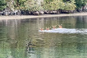 Elk swimming in a bay