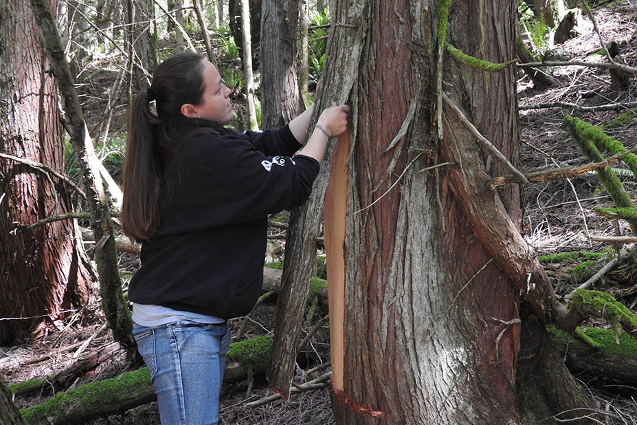 Woman removing bark from cedar tree