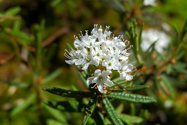 Closeup of white flowering plant