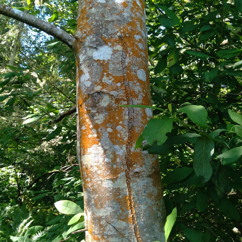 Tree spotted with orange lichen