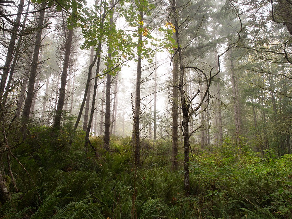 Photo of Chimacum Ridge Community Forest by Tim Lawson