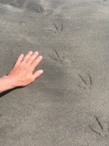 Birds tracks in sand with man's hand for scale