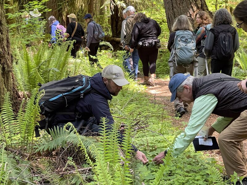IMG_3977-small People among ferns in forest