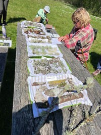 Picnic table with lichens