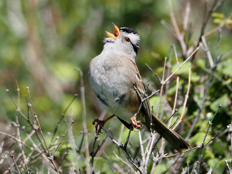 White-crowned Sparrow (1)-small Grey bird singing on branch