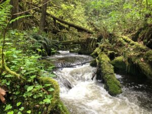 Creek in green forest