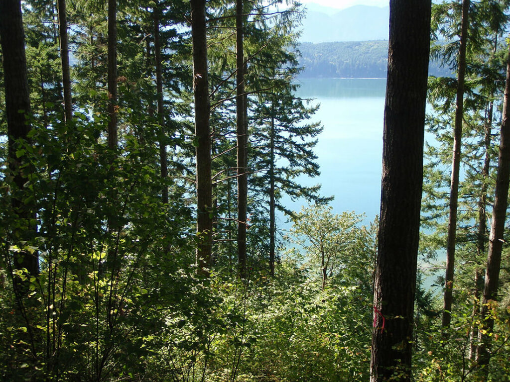 Photo of Dabob Bay through fir trees from the top of a bluff.
