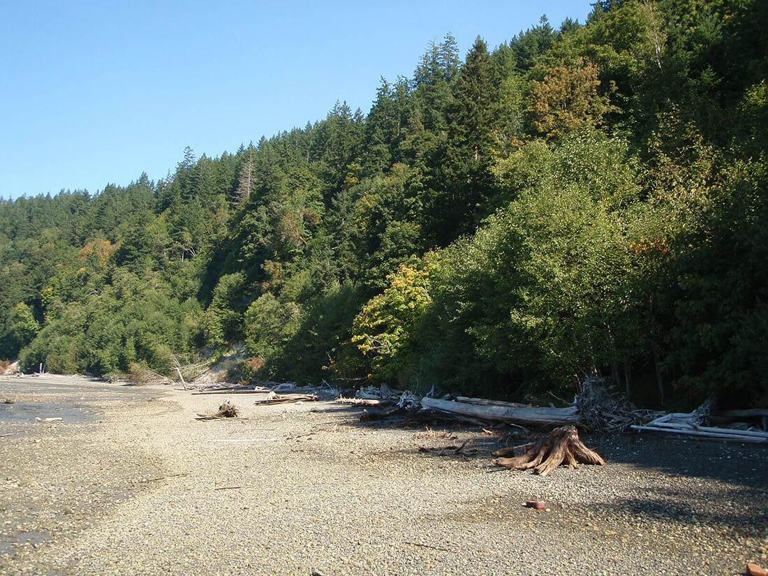 Photo of a beach with driftwood and a forested bluff