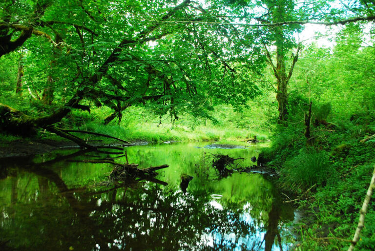 Photo of a wetland surrounded by trees.