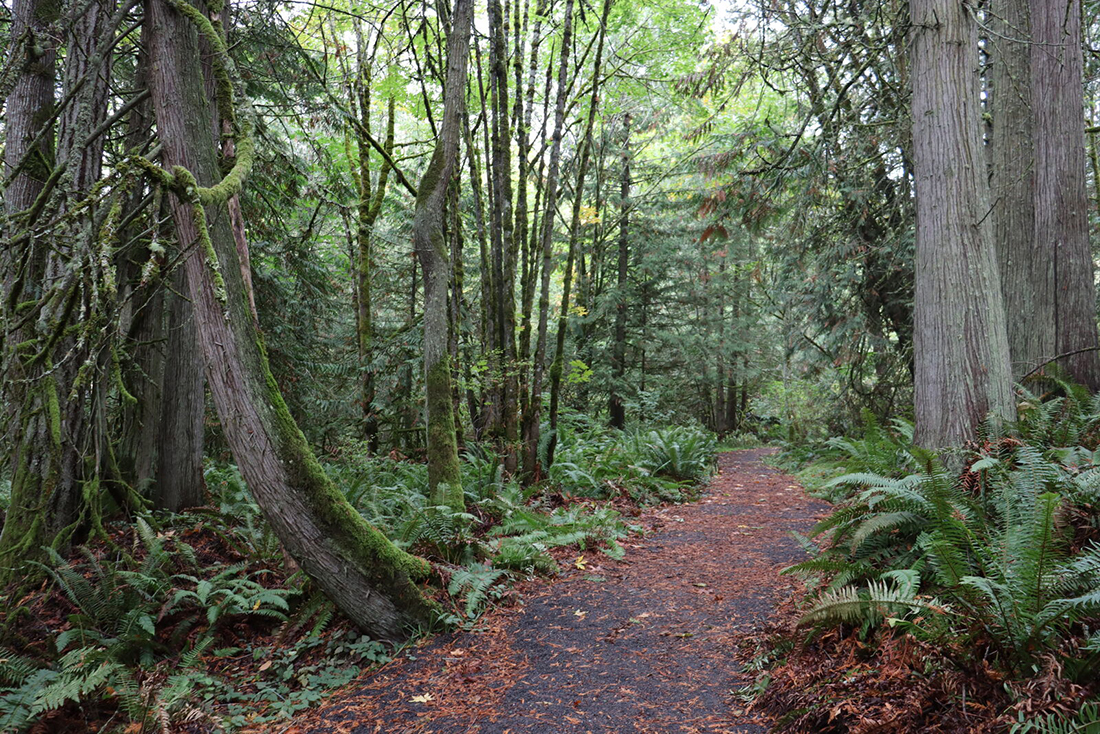 Valley View Forest Preserve - IMG_3030 Photo of a trail through a forest.