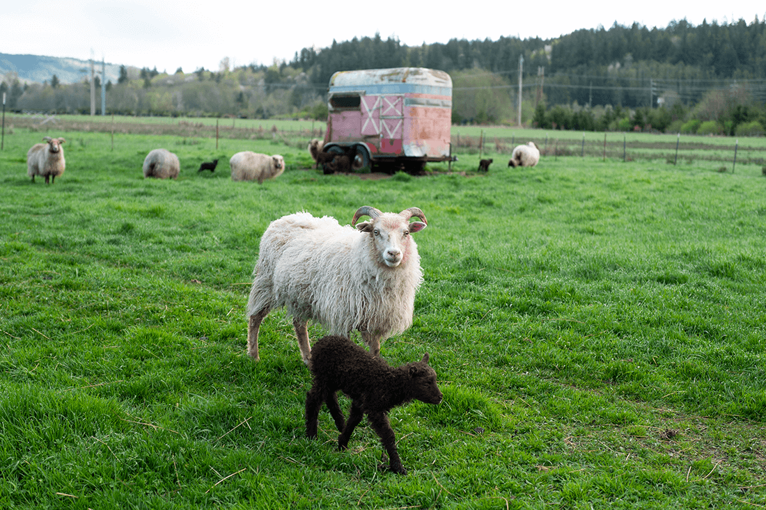 Photo of field with sheep and a animal trailer. Photo by Chrissie White.