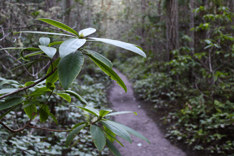 Photo of a Pacific rhododendron next to a dirt trail