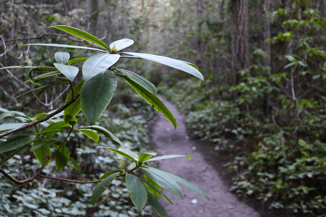 IMG_0183 Photo of a Pacific rhododendron next to a dirt trail