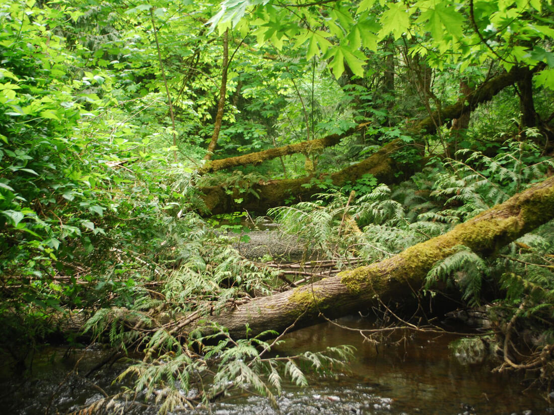 PR 013 - 215 A photo of a lush forest with a downed tree across a slow moving creek.