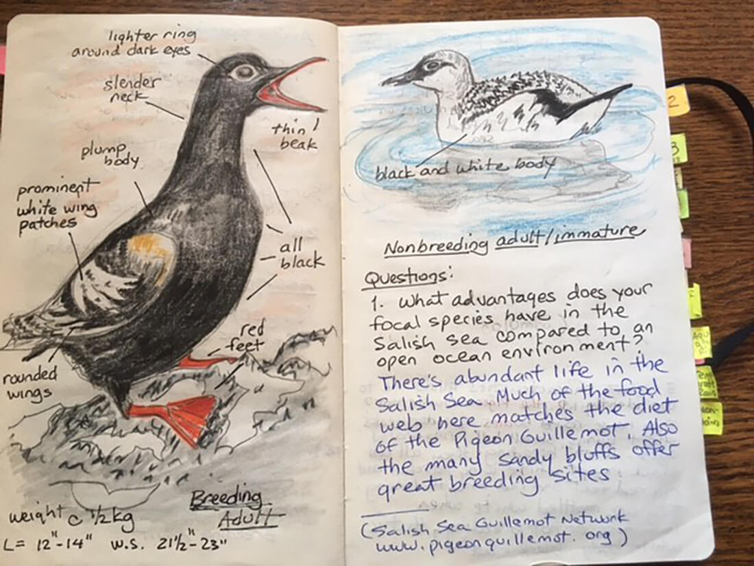 DaleJournalPigeonGuill Photo of two pages of a journal with sketches of birds and writing.