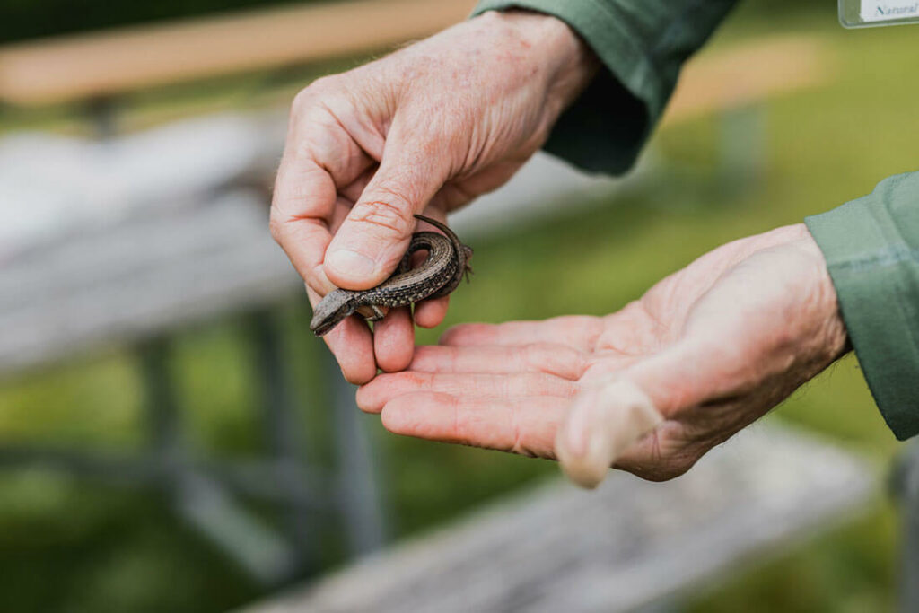 Hands holding small brown lizard.