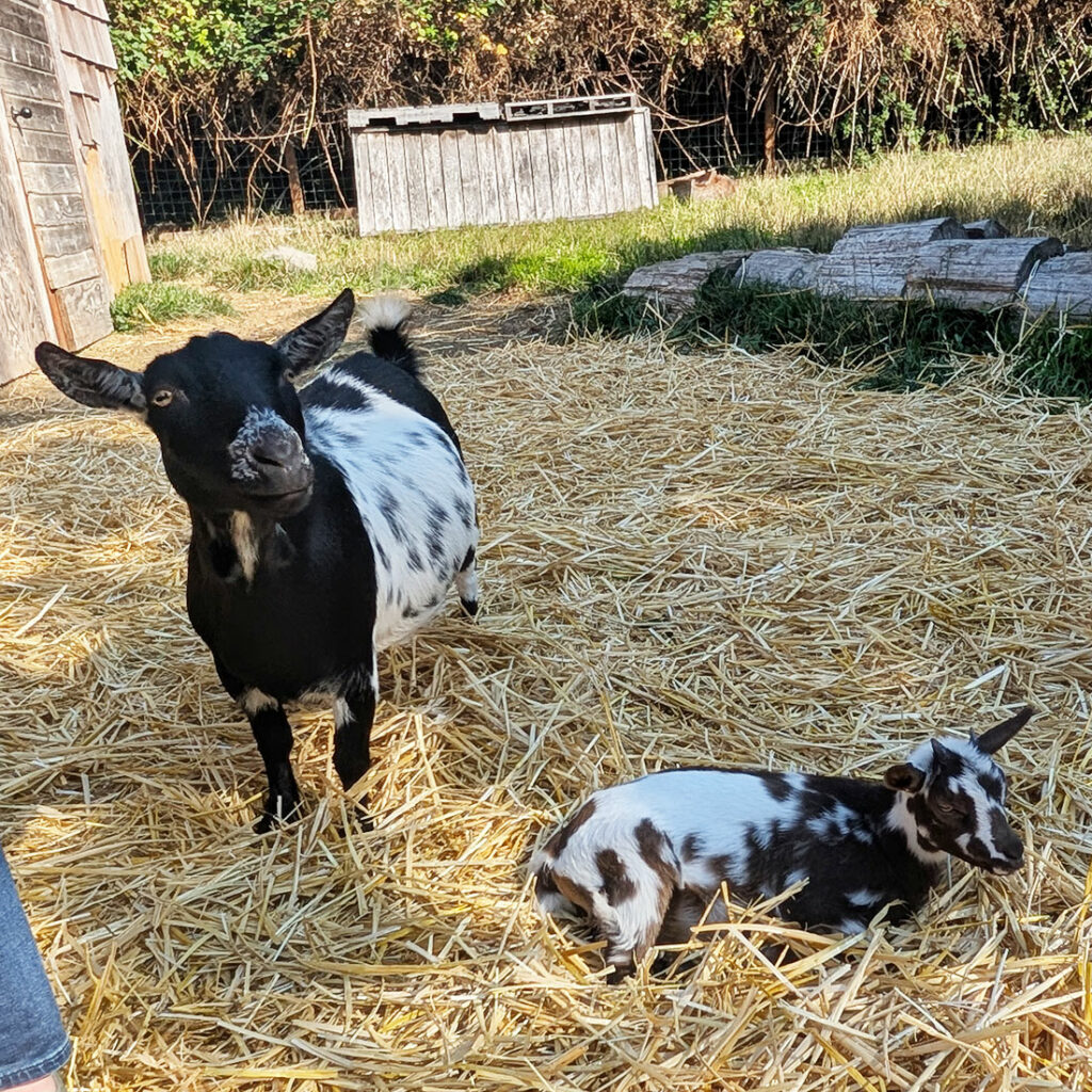 Adult and baby goat in hay